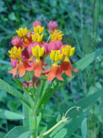 Fotografia da espécie Asclepias curassavica