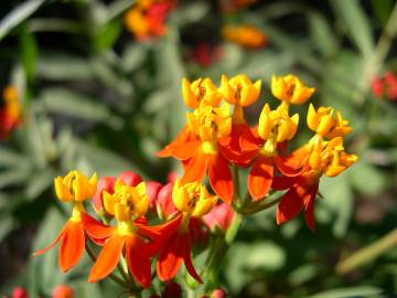 Fotografia da espécie Asclepias curassavica