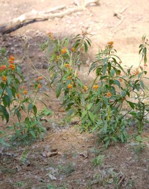 Fotografia 6 da espécie Asclepias curassavica no Jardim Botânico UTAD