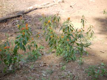 Fotografia da espécie Asclepias curassavica