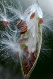 Fotografia da espécie Asclepias curassavica