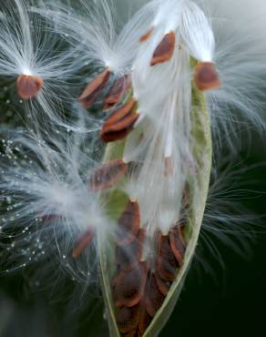 Fotografia 7 da espécie Asclepias curassavica no Jardim Botânico UTAD