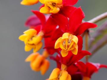 Fotografia da espécie Asclepias curassavica