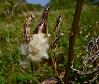 Fotografia da espécie Asclepias curassavica