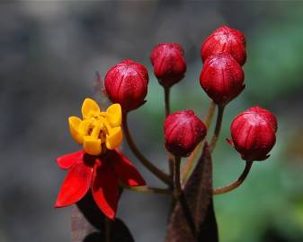 Fotografia da espécie Asclepias curassavica