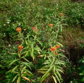 Fotografia da espécie Asclepias curassavica