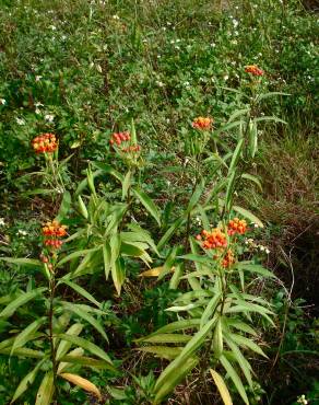 Fotografia 11 da espécie Asclepias curassavica no Jardim Botânico UTAD