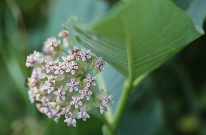 Fotografia da espécie Asclepias syriaca