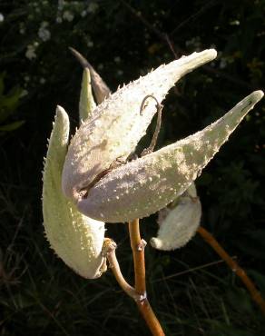 Fotografia 3 da espécie Asclepias syriaca no Jardim Botânico UTAD