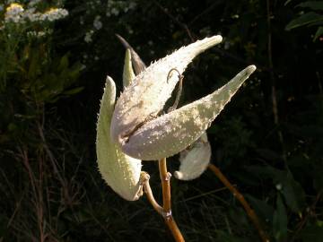 Fotografia da espécie Asclepias syriaca