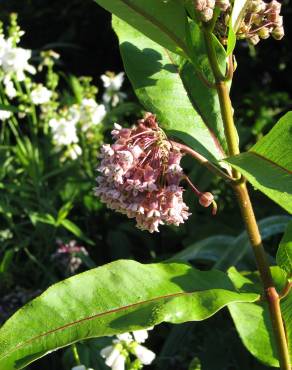 Fotografia 4 da espécie Asclepias syriaca no Jardim Botânico UTAD