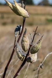 Fotografia da espécie Asclepias syriaca