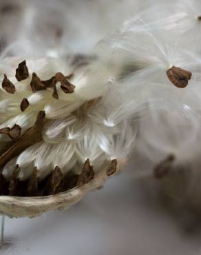 Fotografia 8 da espécie Asclepias syriaca no Jardim Botânico UTAD