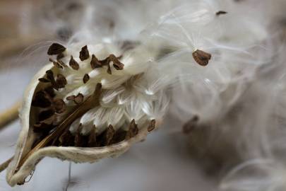 Fotografia da espécie Asclepias syriaca