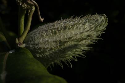 Fotografia da espécie Asclepias syriaca