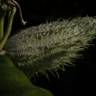 Fotografia 9 da espécie Asclepias syriaca do Jardim Botânico UTAD