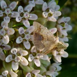 Fotografia da espécie Asclepias syriaca