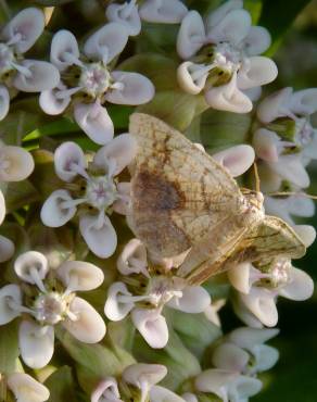 Fotografia 12 da espécie Asclepias syriaca no Jardim Botânico UTAD