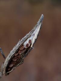 Fotografia da espécie Asclepias syriaca