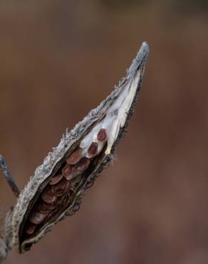 Fotografia 13 da espécie Asclepias syriaca no Jardim Botânico UTAD