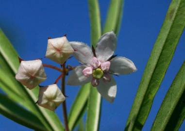 Fotografia da espécie Gomphocarpus fruticosus