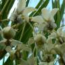 Fotografia 5 da espécie Gomphocarpus fruticosus do Jardim Botânico UTAD