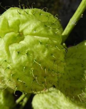 Fotografia 1 da espécie Gomphocarpus physocarpus no Jardim Botânico UTAD