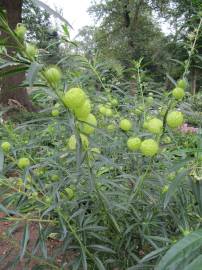 Fotografia da espécie Gomphocarpus physocarpus