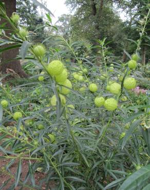 Fotografia 6 da espécie Gomphocarpus physocarpus no Jardim Botânico UTAD