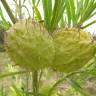 Fotografia 7 da espécie Gomphocarpus physocarpus do Jardim Botânico UTAD