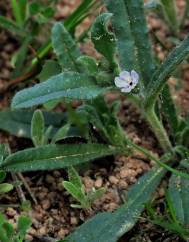 Nonea micrantha