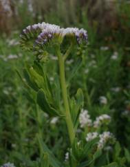 Heliotropium curassavicum