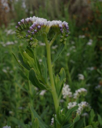 Fotografia de capa Heliotropium curassavicum - do Jardim Botânico