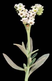 Fotografia da espécie Heliotropium curassavicum