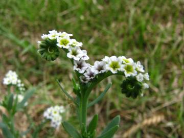 Fotografia da espécie Heliotropium curassavicum