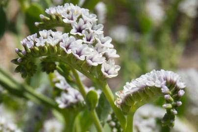 Fotografia da espécie Heliotropium curassavicum