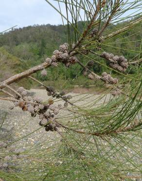 Fotografia 3 da espécie Casuarina cunninghamiana no Jardim Botânico UTAD