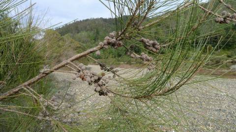 Fotografia da espécie Casuarina cunninghamiana