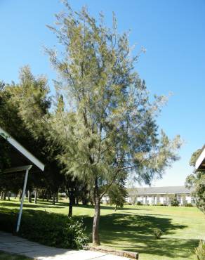 Fotografia 4 da espécie Casuarina cunninghamiana no Jardim Botânico UTAD