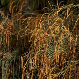 Fotografia da espécie Allocasuarina verticillata