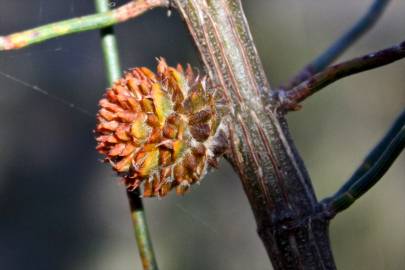 Fotografia da espécie Allocasuarina verticillata