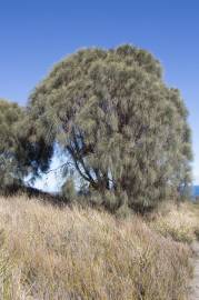 Fotografia da espécie Allocasuarina verticillata