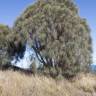 Fotografia 4 da espécie Allocasuarina verticillata do Jardim Botânico UTAD