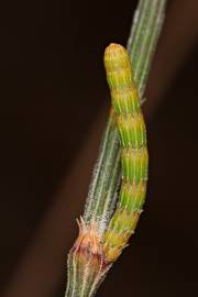 Fotografia da espécie Allocasuarina verticillata
