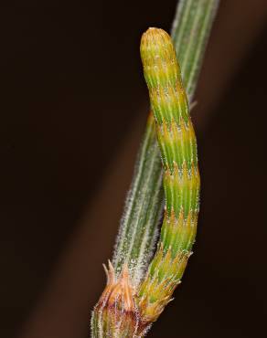 Fotografia 5 da espécie Allocasuarina verticillata no Jardim Botânico UTAD