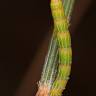 Fotografia 5 da espécie Allocasuarina verticillata do Jardim Botânico UTAD