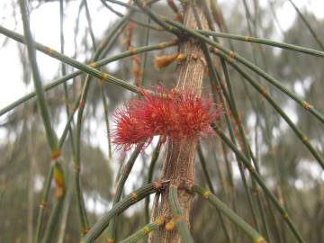 Fotografia da espécie Allocasuarina verticillata