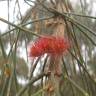 Fotografia 6 da espécie Allocasuarina verticillata do Jardim Botânico UTAD