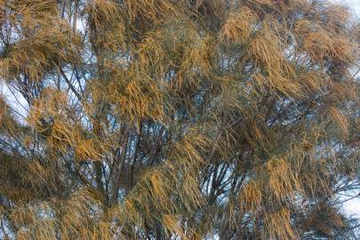 Fotografia da espécie Allocasuarina verticillata