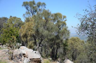 Fotografia da espécie Allocasuarina verticillata